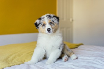 Mini Aussie Puppy For Sale - Windy City Pups